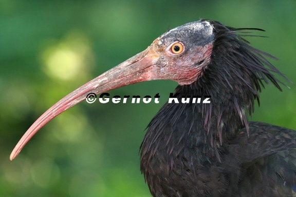 Geronticus eremita  Hermit ibis  Waldrapp 1 2 verkl