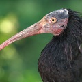 Geronticus eremita  Hermit ibis  Waldrapp 1 2 verkl