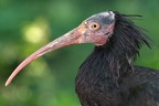 Geronticus eremita  Hermit ibis  Waldrapp 1 2 verkl