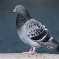 Columba livia f  domestica  Stadttaube  Stra  entaube 8 2v