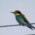 Merops apiaster  Bienenfresser 5