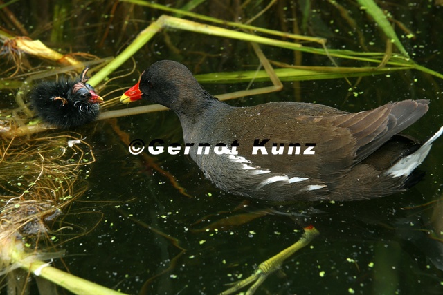 Gallinula_chloropus__Teichralle__Teichhuhn_J1_2v.jpg