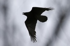 Corvus corax  Kolkrabe 1 2v