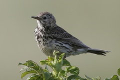 Anthus pratensis  Wiesenpieper 1 2