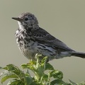 Anthus pratensis  Wiesenpieper 1 2