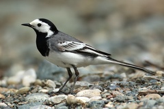 Motacilla alba  Bachstelze 6 2