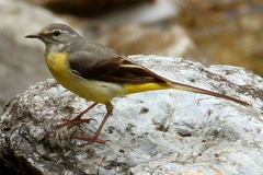 Motacilla cinerea  Gebirgsstelze 1