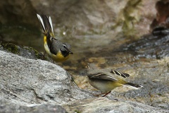 Motacilla cinerea  Gebirgsstelze 2 2