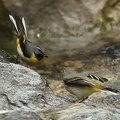 Motacilla cinerea  Gebirgsstelze 2 2