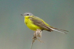 Motacilla flava  Schafstelze 2v
