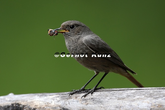 Phoenicurus ochruros  Hausrotschwanz W2 2v