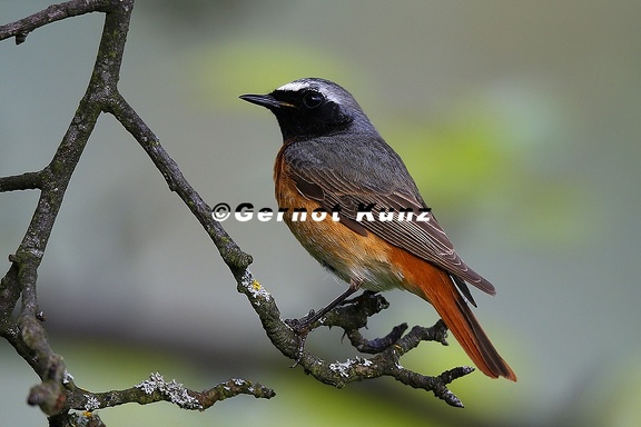 Phoenicurus phoenicurus  Gartenrotenschwanz M9 2v