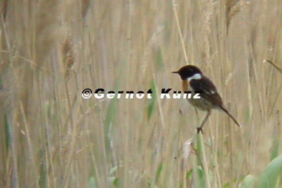 Saxicola rubicola  Europ  isches Schwarzkehlchen 2