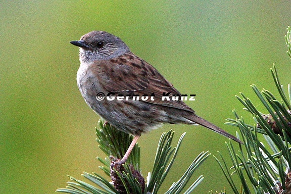 Prunella modularis  Heckenbraunelle 1 2
