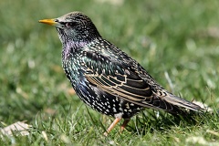 Sturnus vulgaris  Star 1 2v