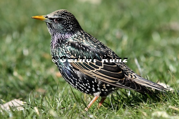 Sturnus vulgaris  Star 1 2v