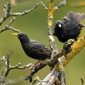 Sturnus vulgaris  Star 5 2