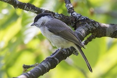 Sylvia atricapilla  Eurasian blackcap  M  nchsgrasm  cke M1 2