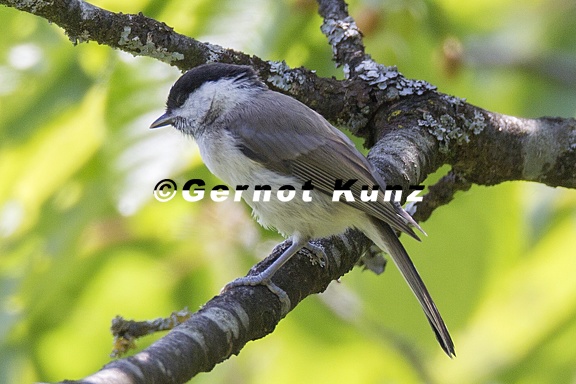 Sylvia atricapilla  Eurasian blackcap  M  nchsgrasm  cke M1 2