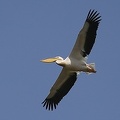 Pelicanus onocrotalus  Great White Pelican  Rosapelikan 2 2