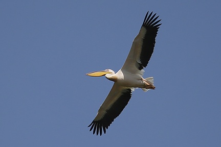 Pelicanus onocrotalus  Great White Pelican  Rosapelikan 2 2
