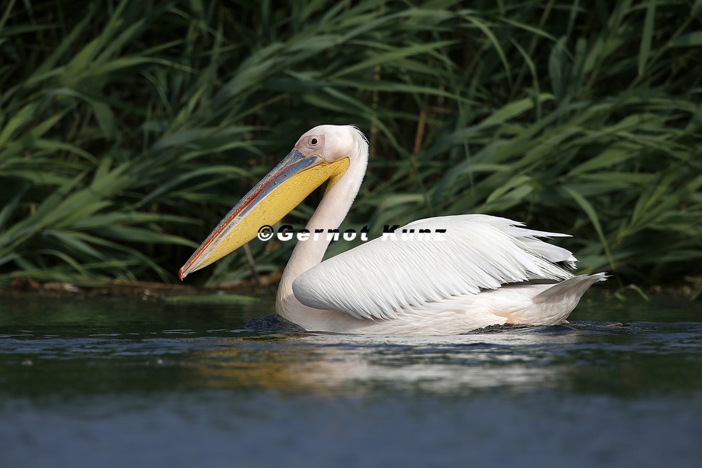 Pelicanus onocrotalus  Great White Pelican  Rosapelikan 7 2