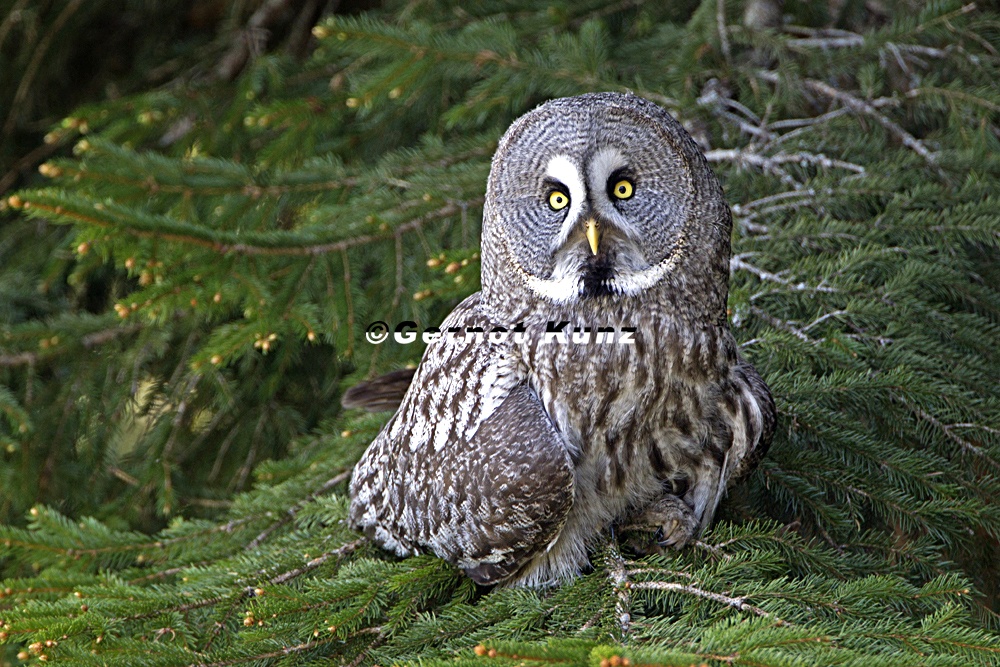 Strix nebulosa  Bartkauz 4 3