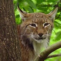 Lynx lynx  Eurasischer Luchs 1 2