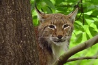 Lynx lynx  Eurasischer Luchs 1 2