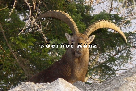 Capra ibex  Steinbock 1