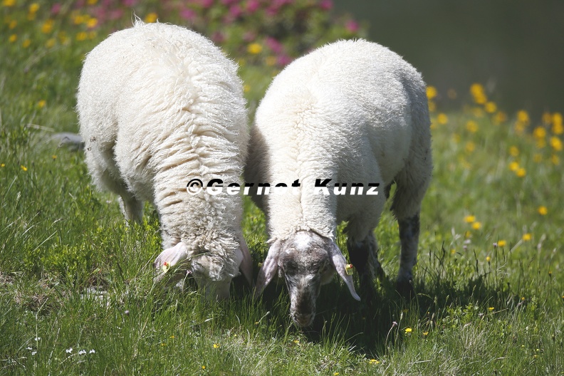 Ovis_orientalis_aries__Hausschaf_1_2.jpg