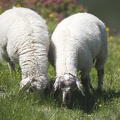 Ovis orientalis aries  Hausschaf 1 2