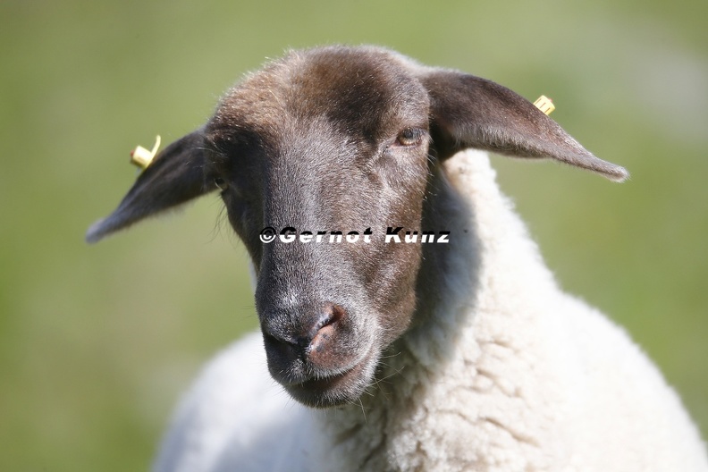 Ovis_orientalis_aries__Hausschaf_2_2.jpg