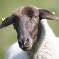Ovis orientalis aries  Hausschaf 2 2