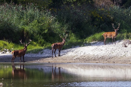 Cervus elaphus  Rothirsch 1 4v