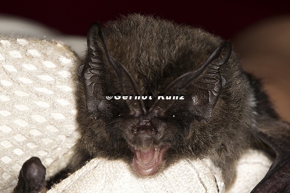 Barbastella barbastellus  Mopsfledermaus 1 2