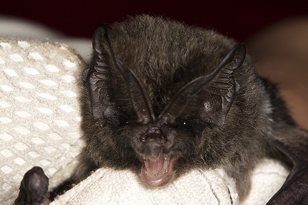 Barbastella barbastellus  Mopsfledermaus 1 2