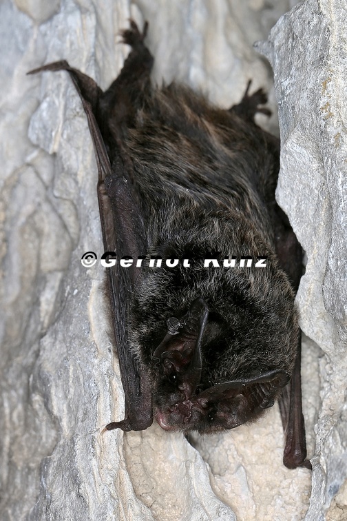 Barbastella barbastellus  Mopsfledermaus 6 2