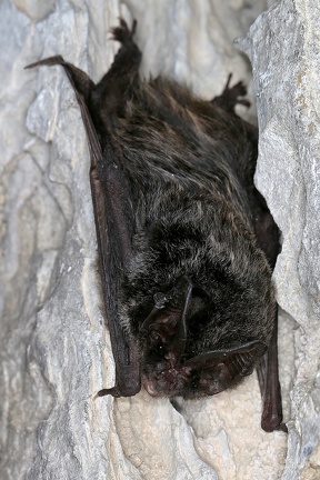 Barbastella barbastellus  Mopsfledermaus 6 2