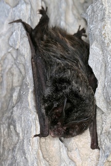 Barbastella barbastellus  Mopsfledermaus 6 2