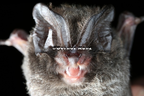 Barbastella barbastellus  Mopsfledermaus 8 2