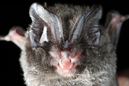 Barbastella barbastellus  Mopsfledermaus 8 2