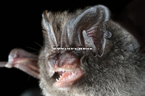 Barbastella barbastellus  Mopsfledermaus 9 2