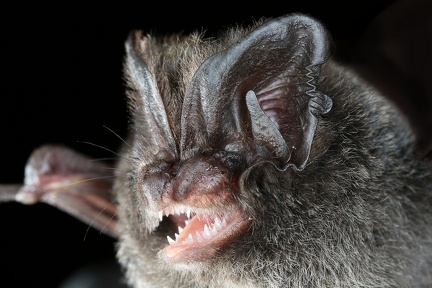 Barbastella barbastellus  Mopsfledermaus 9 2