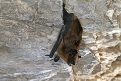 Eptesicus serotinus  Breitfl  gelfledermaus 2 2