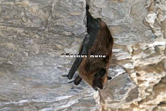 Eptesicus serotinus  Breitfl  gelfledermaus 2 2
