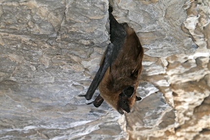 Eptesicus serotinus  Breitfl  gelfledermaus 2 2