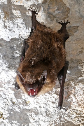Eptesicus serotinus  Breitfl  gelfledermaus 3 2