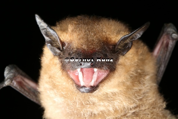 Eptesicus serotinus  Breitfl  gelfledermaus 6 2