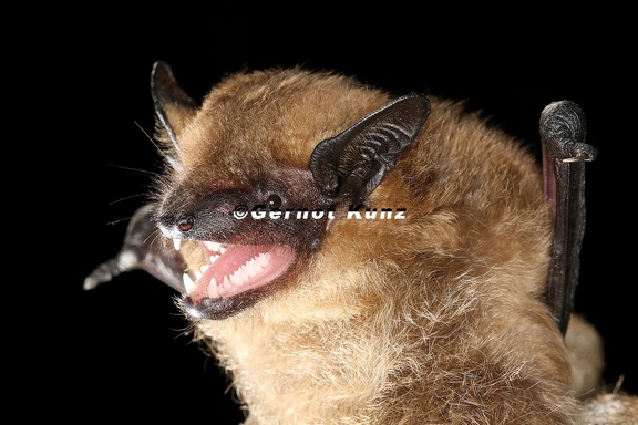Eptesicus serotinus  Breitfl  gelfledermaus 7 2